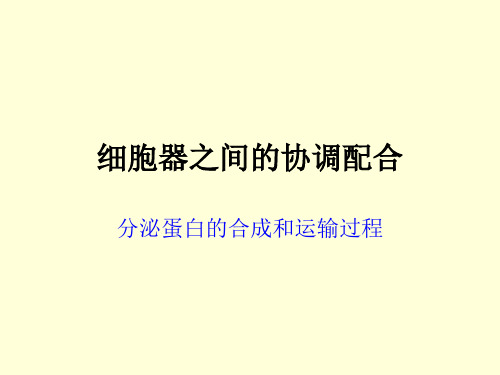 分泌蛋白的合成和运输过程备课讲稿