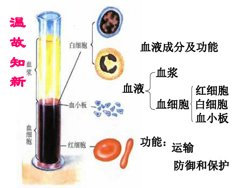 人教版生物七年级下册：4.4.4 输血和血型 课件 (共46张PPT)