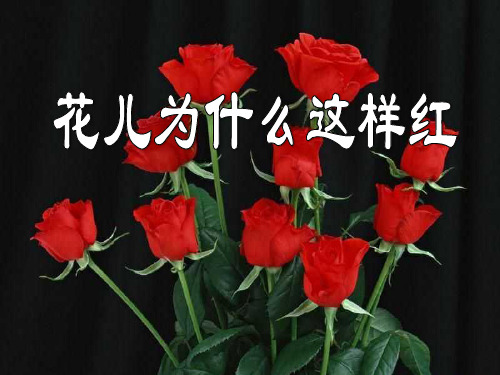 语文版八年级语文上册《花儿为什么这样红》PPT课件(3篇)