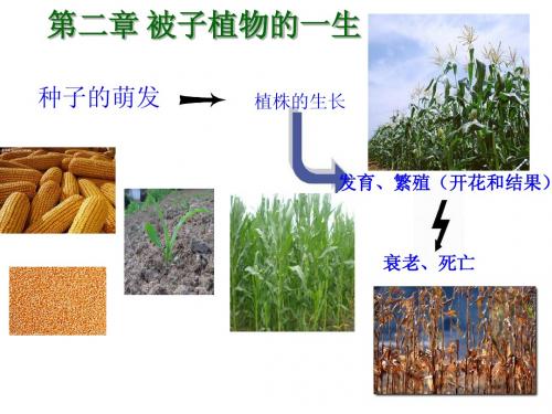 用_第一节_种子的萌发