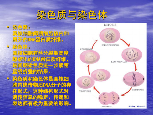 染色质与染色体-PPT课件