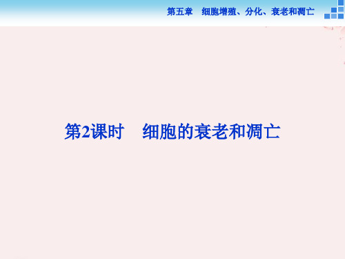 高中生物第五章细胞增殖、分化、衰老和凋亡第二节细胞分化、衰老和凋亡第2讲细胞的衰老和凋亡课件苏教版必