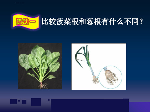 植物的根ppt课件