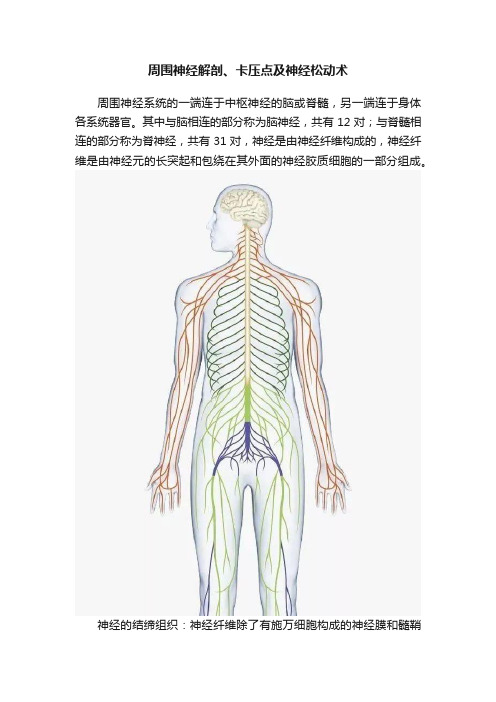 周围神经解剖、卡压点及神经松动术