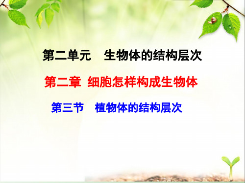 初中生物七上2.3《第三节 植物体的结构层次》优质课件(两套)