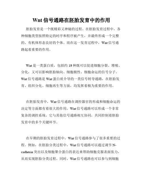 Wnt信号通路在胚胎发育中的作用