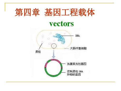 基因工程第四章载体