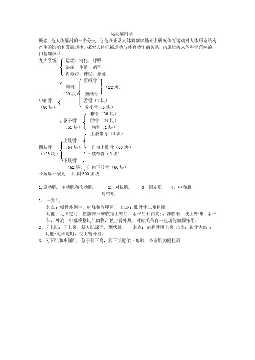 运动解剖学