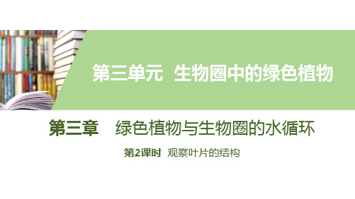 最新人教版七年级生物上册《第三章第课时  观察叶片的结构》精品教学课件