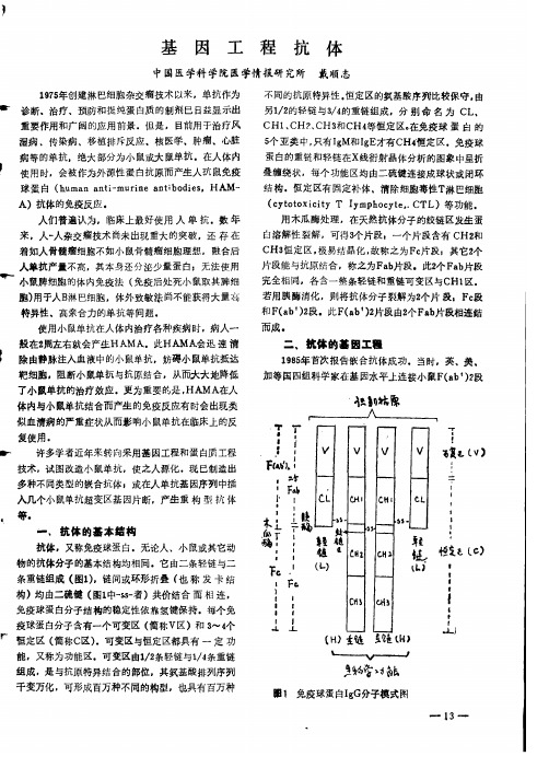 基因工程抗体