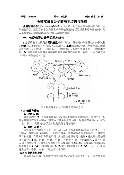 免疫球蛋白分子的结构与功能