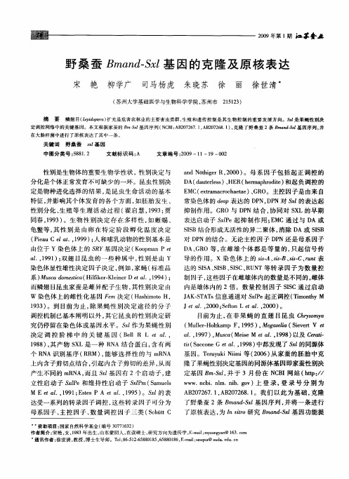 野桑蚕Bmand—Sxl基因的克隆及原核表达