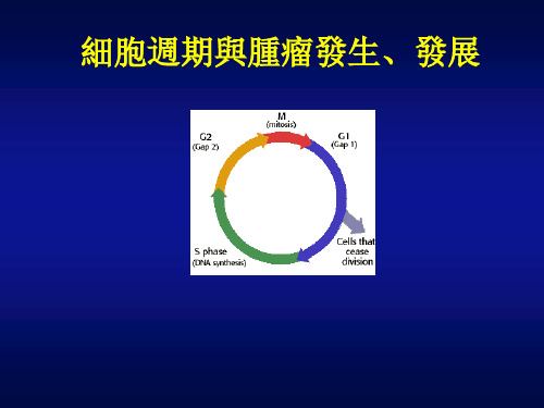 肿瘤病理生物学课件：细胞周期与肿瘤发生、发展