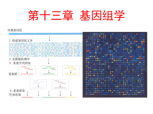 遗传学幻灯13ppt课件