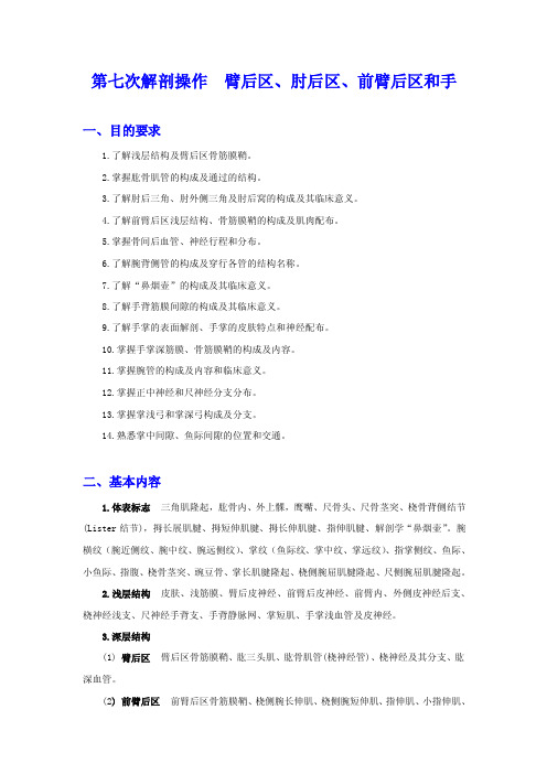 第七次解剖操作臂后区、肘后区、前臂后区和手