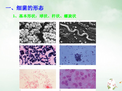 水生生物学课件PPT