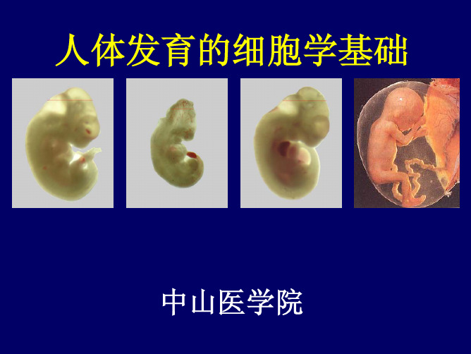 人体发育的细胞学基础