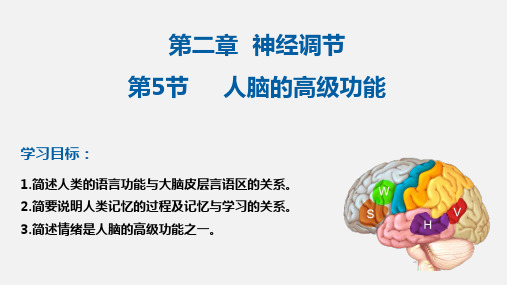 人脑的高级功能课件-高二生物人教版选择性必修1