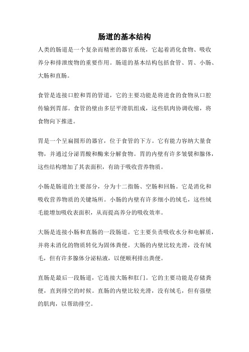 肠道的基本结构