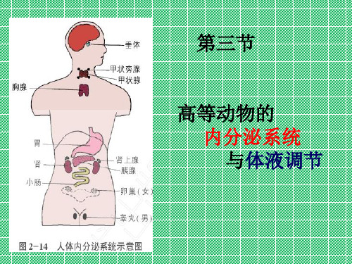 动物内分泌系统与体液调节1