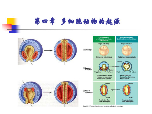 第4章_多细胞动物的起源0