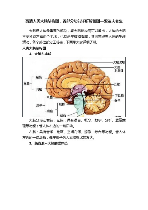 高清人类大脑结构图，各部分功能详解解刨图—爱达夫养生