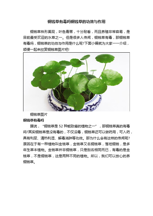 铜钱草有毒吗铜钱草的功效与作用