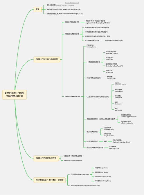 医学-B淋巴细胞介导的特异性免疫应答思维导图-高清简单脑图模板-知犀思维导图