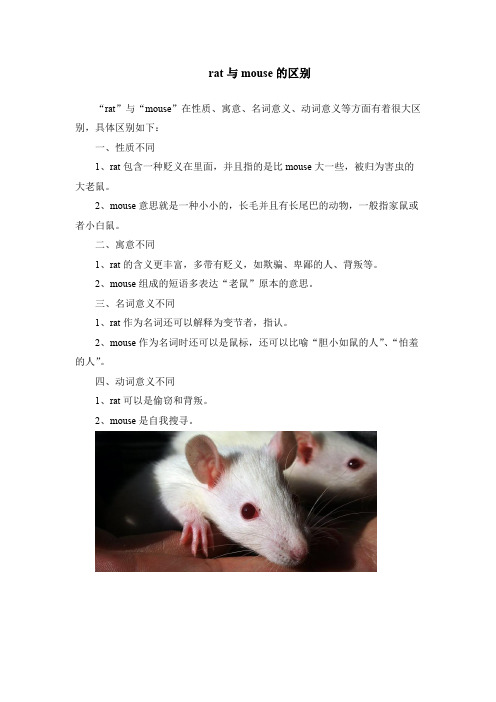 rat与mouse的区别