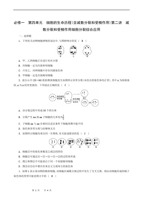 高中生物练习：细胞分裂综合应用