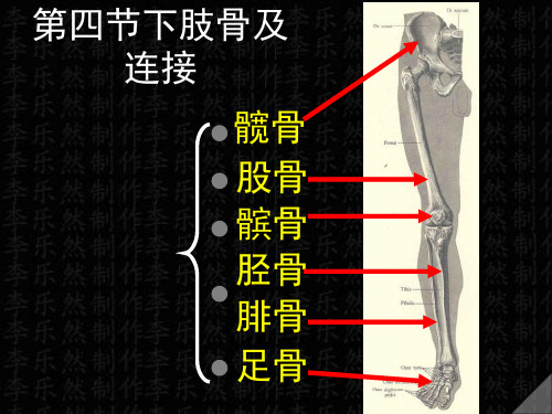 下肢骨及连接ppt课件