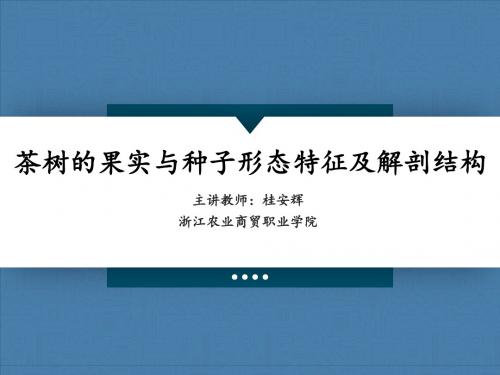 茶树的果实与种子形态特征及解剖结构答辩