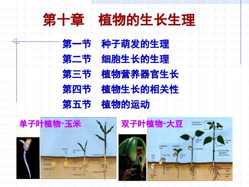 植物生理学植物生长生理