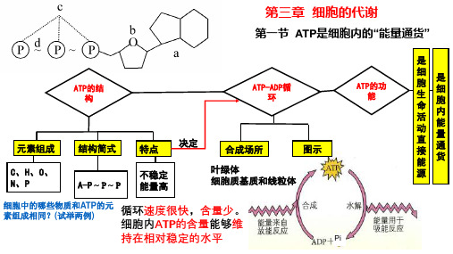 3.1 ATP是细胞内的“能量通货”课件(共22张PPT)浙科版(2019)必修一