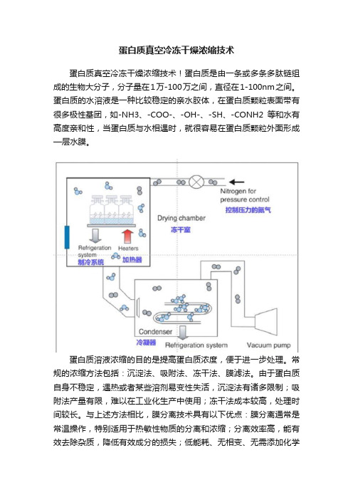 蛋白质真空冷冻干燥浓缩技术