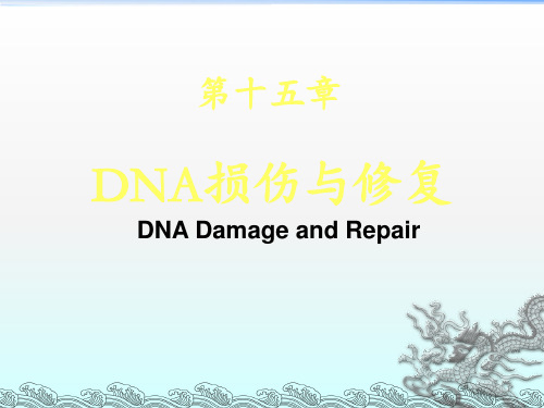 DNA损伤与修复ppt课件