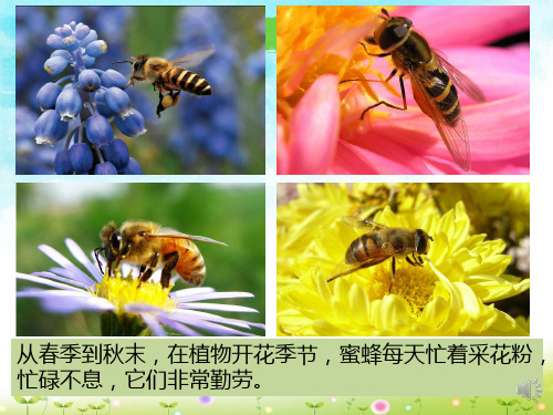 《蜜蜂》优教课件(第一课时)