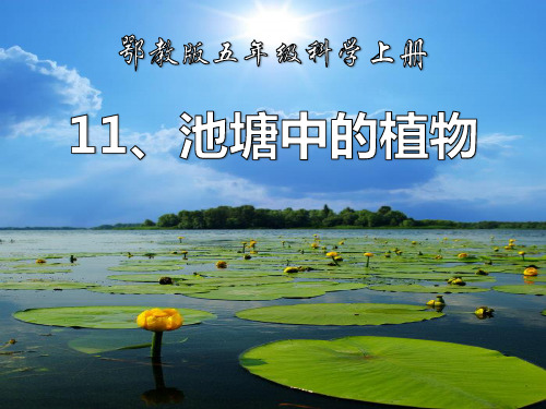《池塘中的植物》池塘群落PPT课件[优秀课件资料]