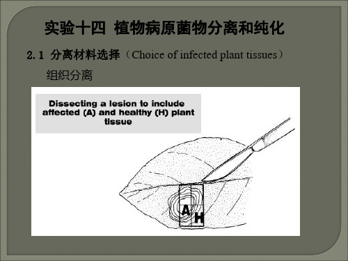 植物病理学 实验十四 植物病原菌物的分离和培养 图文