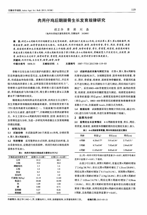 肉用仔鸡后期腿骨生长发育规律研究