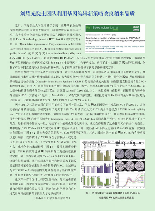 刘耀光院士团队利用基因编辑新策略改良稻米品质