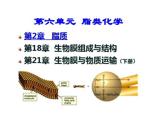 《生物化学》 脂质