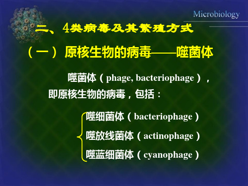 二、4类病毒及其繁殖方式 (一) 原核生物的病毒——噬菌体