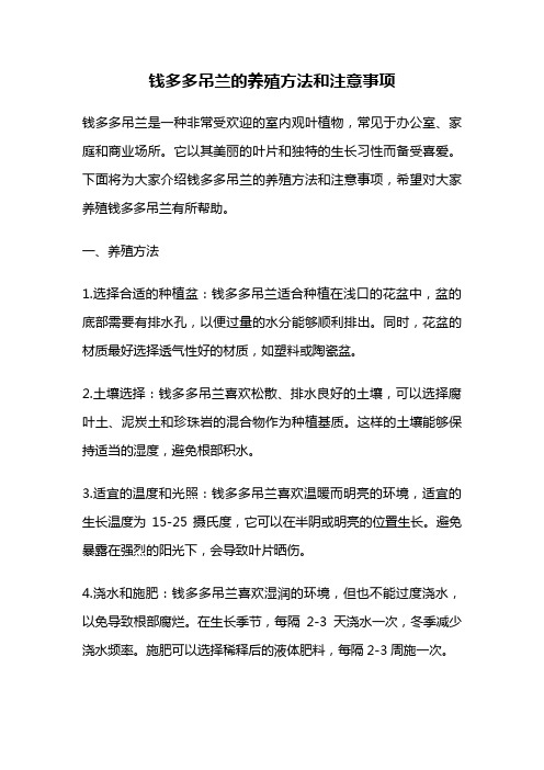 钱多多吊兰的养殖方法和注意事项