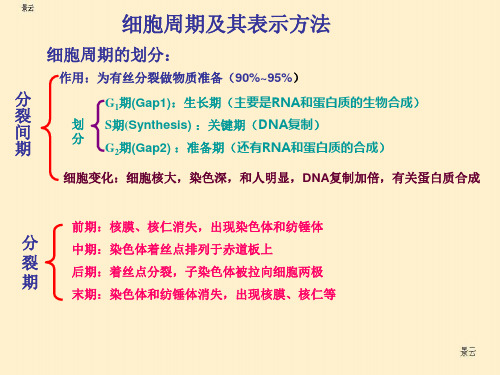 15.细胞周期及其表示方法