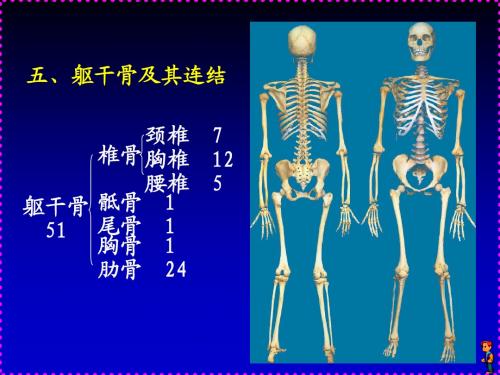 人体解剖学_02b运动系统躯干部分