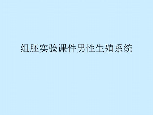 组胚实验男性生殖系统