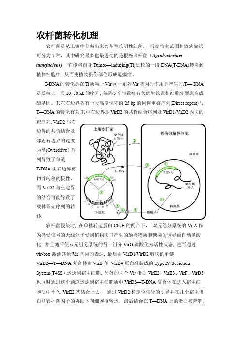 农杆菌转化机理