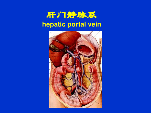 肝门静脉系