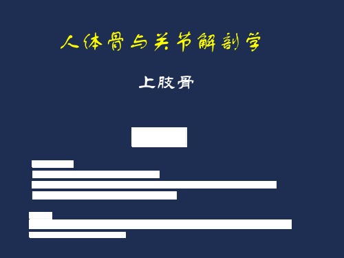 5.1上肢带骨